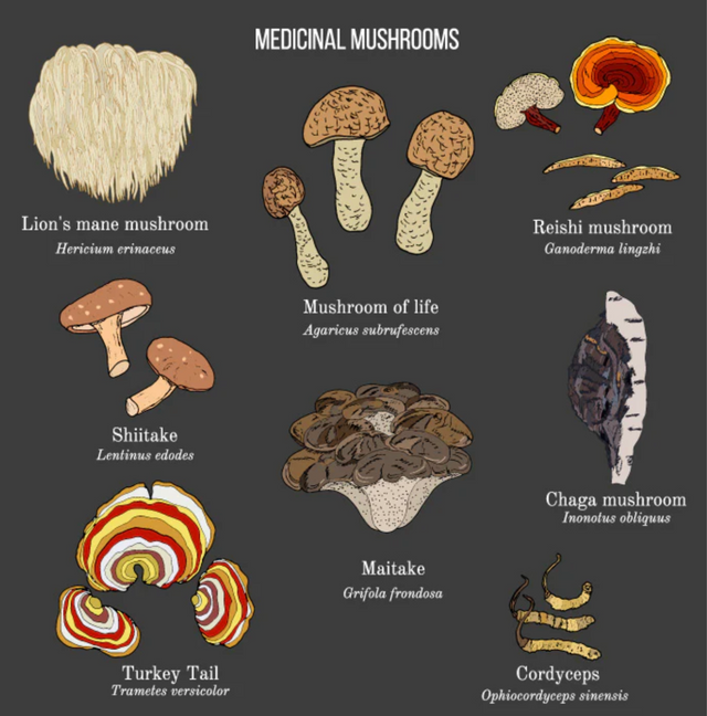 Unlocking the Power of Cordyceps: Your Ally for Stress Relief and Immunity